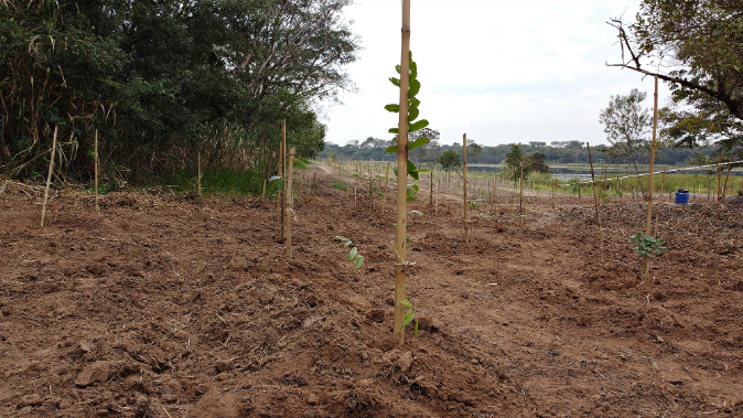 Foto: DAE de Santa Bárbara celebra Semana da Árvore e reafirma meta de 250 mil mudas, sendo 150 mil já plantadas