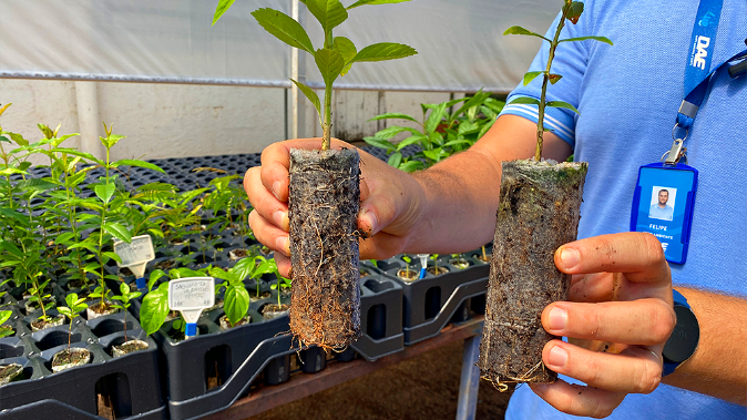 Foto: DAE de Santa Bárbara adota tecnologia sustentável para produção de mudas de árvores
